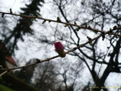 Larix decidua